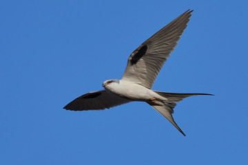 African swallow-tailed kite (Chelictinia riocourii)