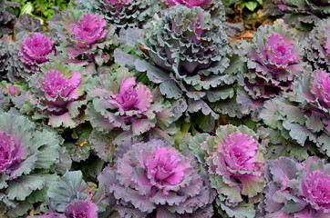 Floral background of purple and green decorative flower cabbage
