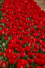 field of red tulips