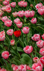 tulips in the garden