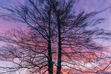 A silhouette of a tree with a sunset purple sky in the background.