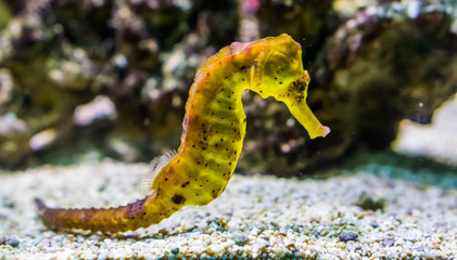 portrait of a common yellow estuary seahorse with black spots, tropical aquarium pet from the...