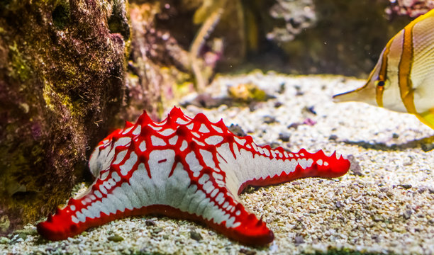 African red knob sea star in closeup, tropical ornamental aquarium pet, Starfish specie from the indo-pacific ocean