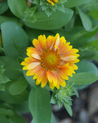 A variety of yellow flowers