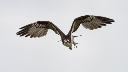 An Osprey in flight with talons and wings on display.