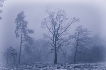 Fototapeta na wymiar Mysterious winter foggy landscape. Isolated solitary broad leaf trees in fog, gloomy landscape, glaze ice and rime . .