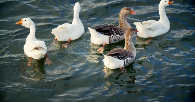 Domestic geese swim in a group along the river