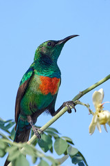 Beautiful sunbird (Cinnyris pulchella)