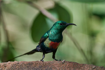 Beautiful sunbird (Cinnyris pulchella)