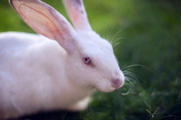 Mini white rabbit sits on the green grass in garden