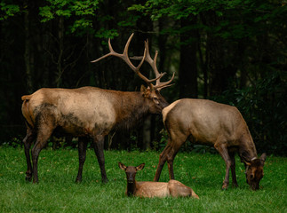 Naklejka na ściany i meble Male Female and Baby Elk