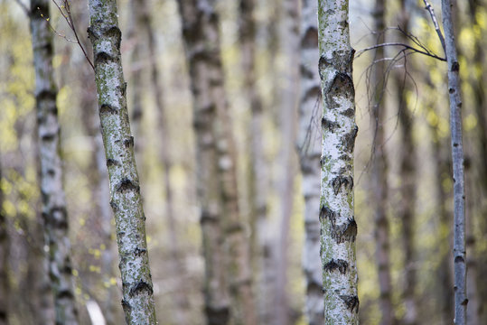 Birch tree forest background in spring
