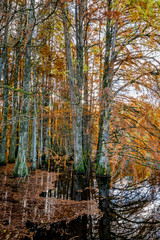 Fototapeta premium Cyprès Chauve en Automne