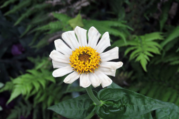 Obraz premium daisy in the grass