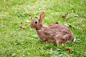 Naklejka na ściany i meble Young cottontail rabbit feeding on the green grassy lawn.
