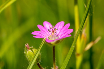 Różowe kwiaty w letnim słońcu © Katarzyna