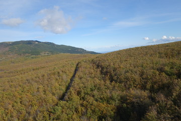 Fototapeta premium Bosco