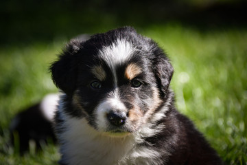 six week old border collie puppy. Tricolor teddybear amazing structure on his head.