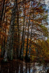 Cyprès Chauve en Automne