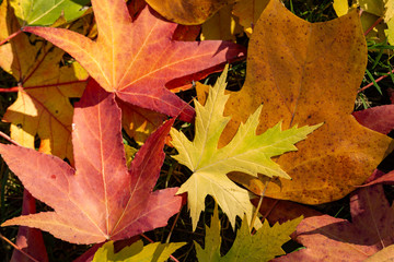 Obraz premium Multicolored background of autumn leaves. Red, yellow, green and brown leaves lie on the grass. Autumn background for fresh wallpaper, nature background concept