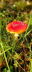 fly agaric in the forest