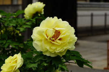 黄色の牡丹の花