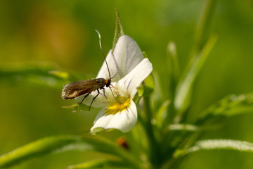 Brązowy motyl z długimi czułkami na białym kwiatku © Katarzyna