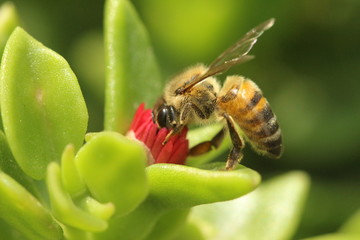 bee on flower