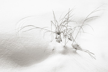 Windswept grasses make curving patterns in the bright white winter snow along a shadowed ridge