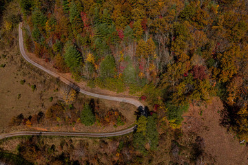 autumn leaves on road