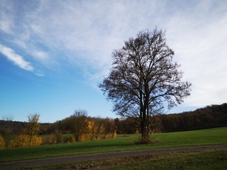 Obraz premium tree on a countryside