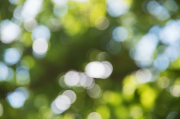 Fototapeta premium Green blurred background and sunlight