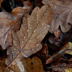 Leaf with droplets