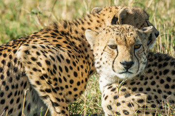 Beautiful closeup wildlife portrait of cheetahs relaxing/cuddling in the grass in masai mara, kenya, africa. Safari and wild animal concept.