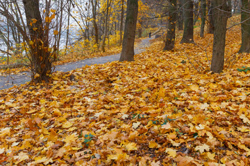 Autumn leaves in a park alley