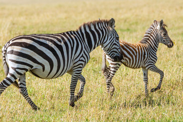 Fototapeta na wymiar Zebra mom and child from serengeti/tanzania/africa.