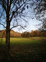 Fototapeta na wymiar tree in front of meadow