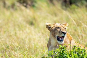 Lion with flies on his nose are relaxing under the hot sun in kenya. Wildlife and safari concept.