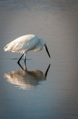 White Morph of Reddish Egret