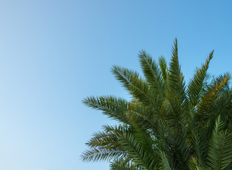 Obraz na płótnie Canvas palm branches against the blue sky.