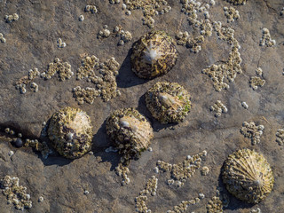 Kamienie na plaży w Brora