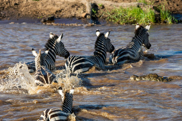 Fototapeta na wymiar Zebras are crossing mara river with crocodilles approaching. Safari,nature and wilderness concept.