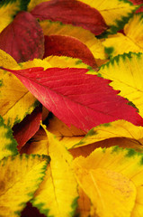Naklejka na ściany i meble Group of colorful autumn leaves background