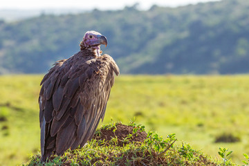 lappet-faced vulture closeup wildlife portrait in Masai mara. Blurred out background. Wilderness and scavenger concept.