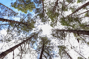 De la tierra al cielo 