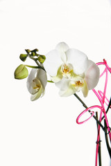 Orchid flower blossom isolated on the white background with copyspase for cards and design.