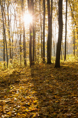 Beautiful golden autumn landscape