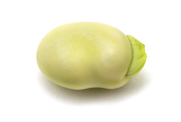 macro of a single green broad bean