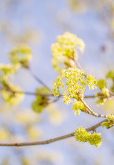 Spring Maple Tree Bloom