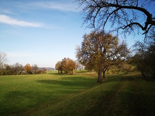 Fototapeta na wymiar autumn trees on a meadow